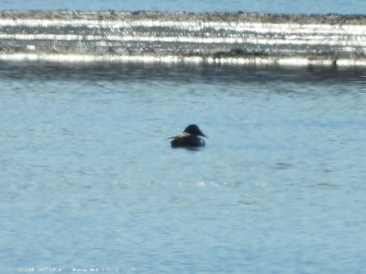 オオホシハジロ - ML646162206