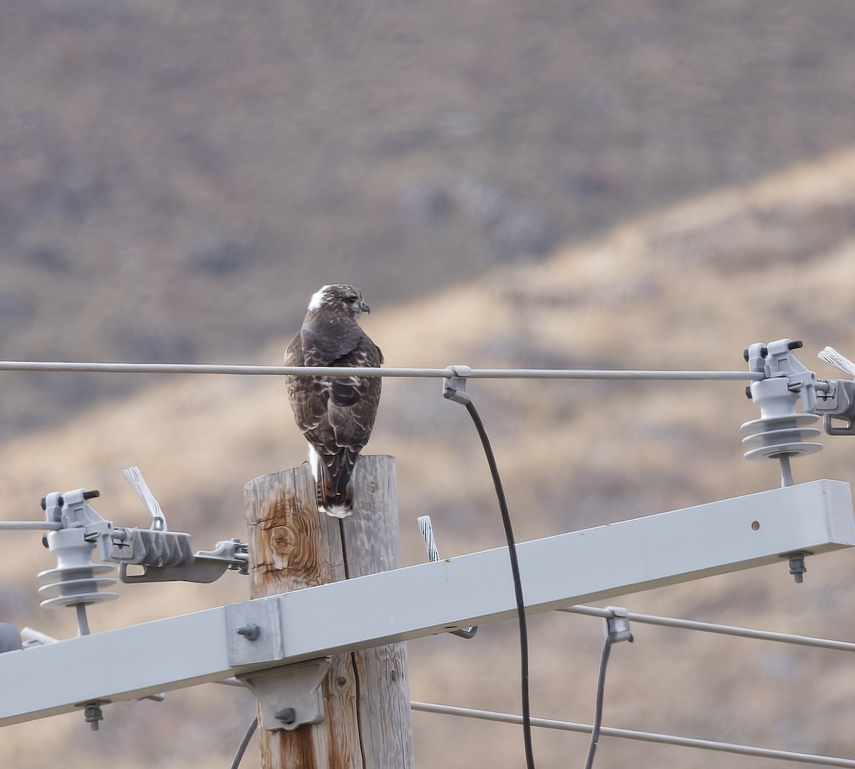 ケアシノスリ - ML646162207