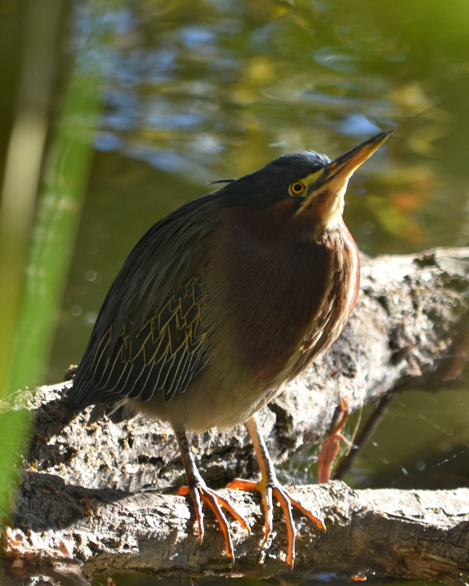 アメリカササゴイ - ML646162209