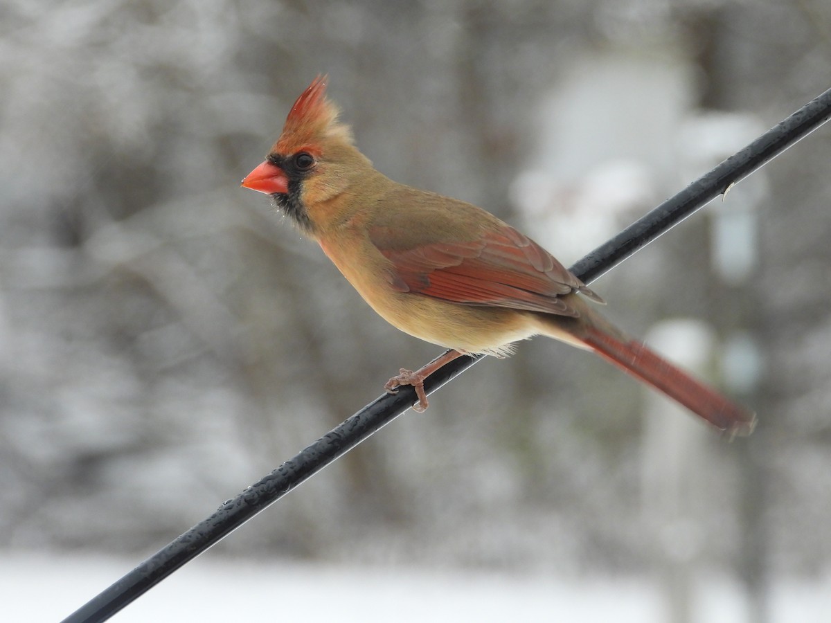 rødkardinal - ML646162211