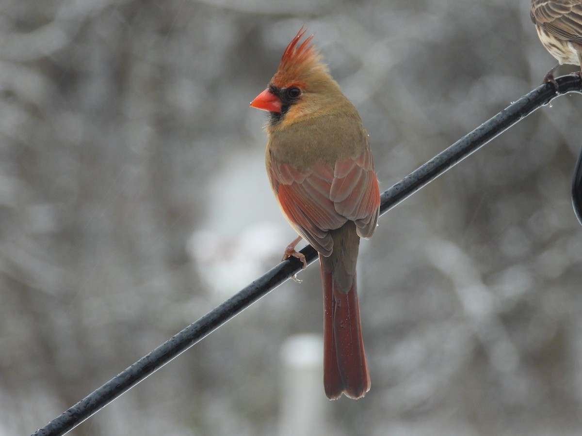 rødkardinal - ML646162212