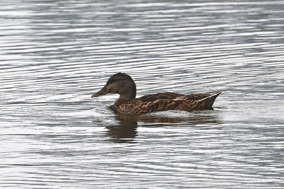 オカヨシガモ - ML646162213