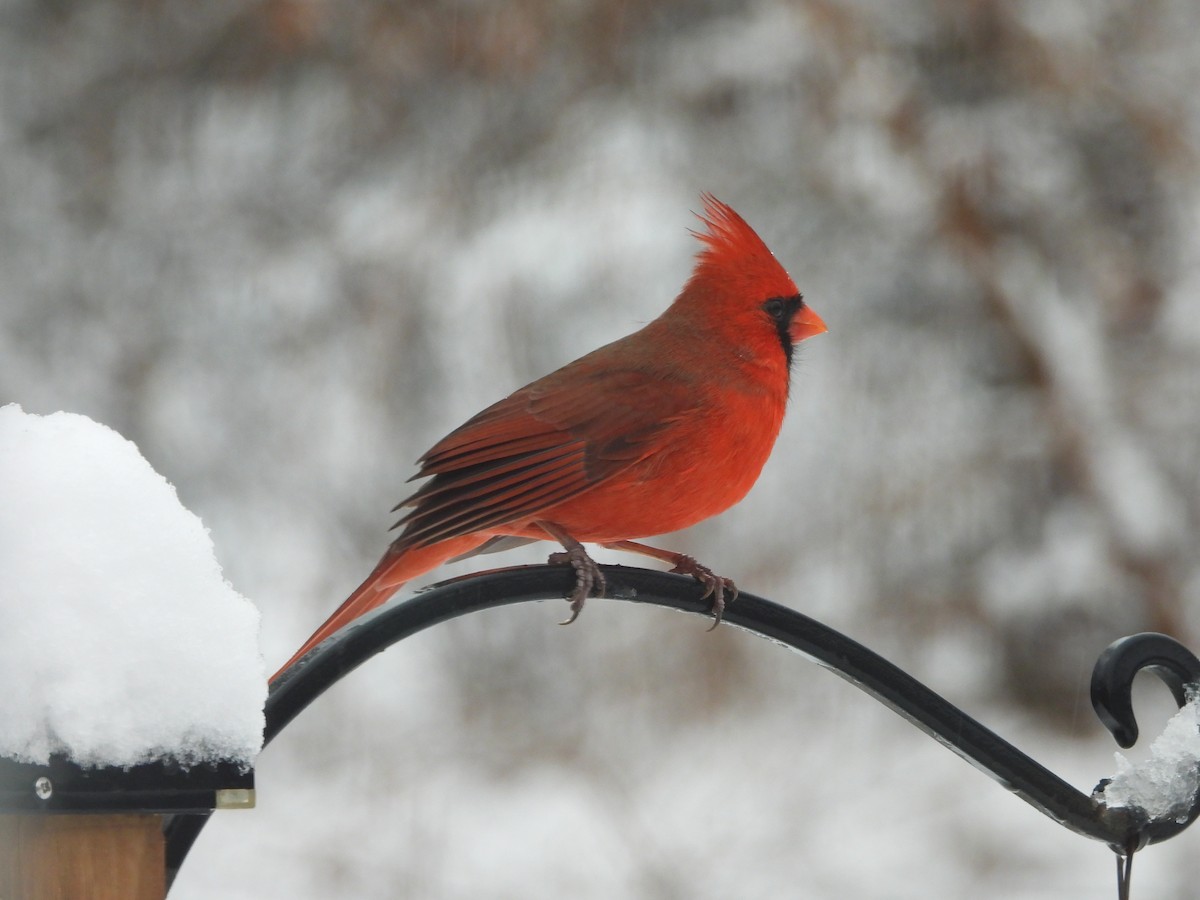 rødkardinal - ML646162214