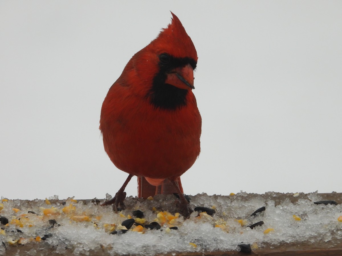 rødkardinal - ML646162216