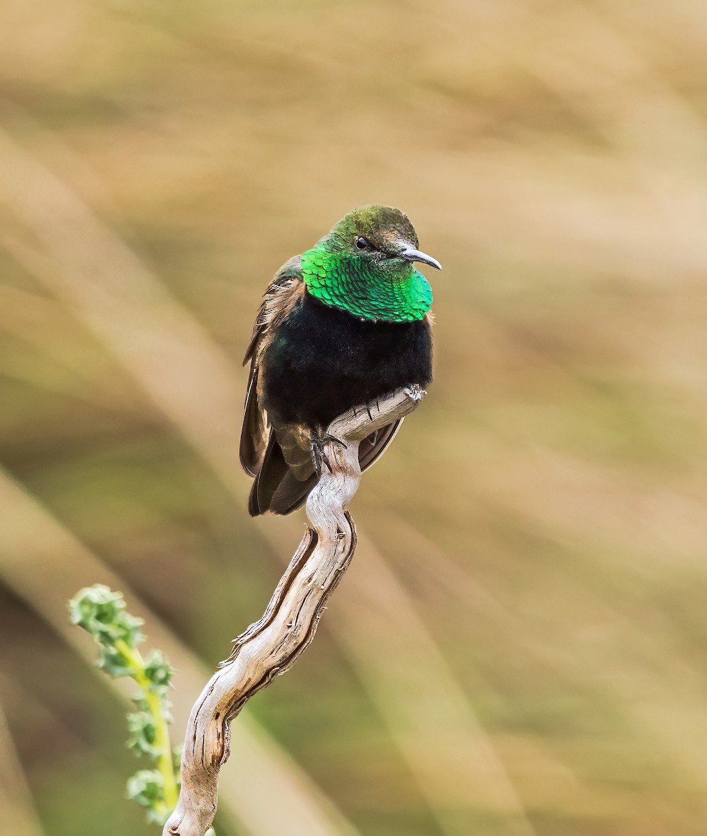 Black-breasted Hillstar - ML646162218