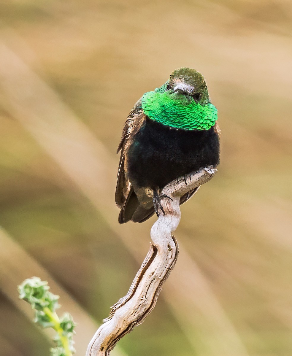 Black-breasted Hillstar - ML646162219