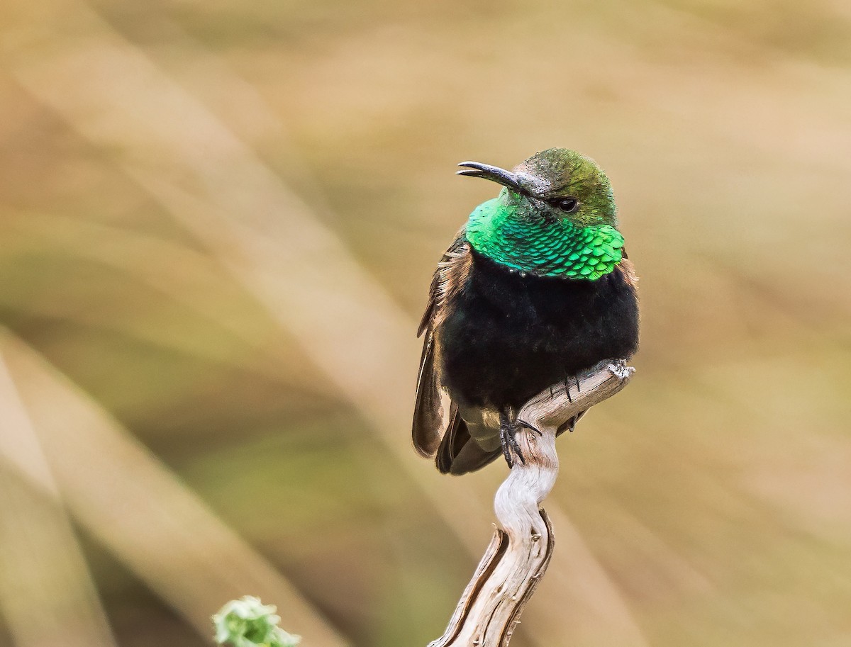 Black-breasted Hillstar - ML646162220