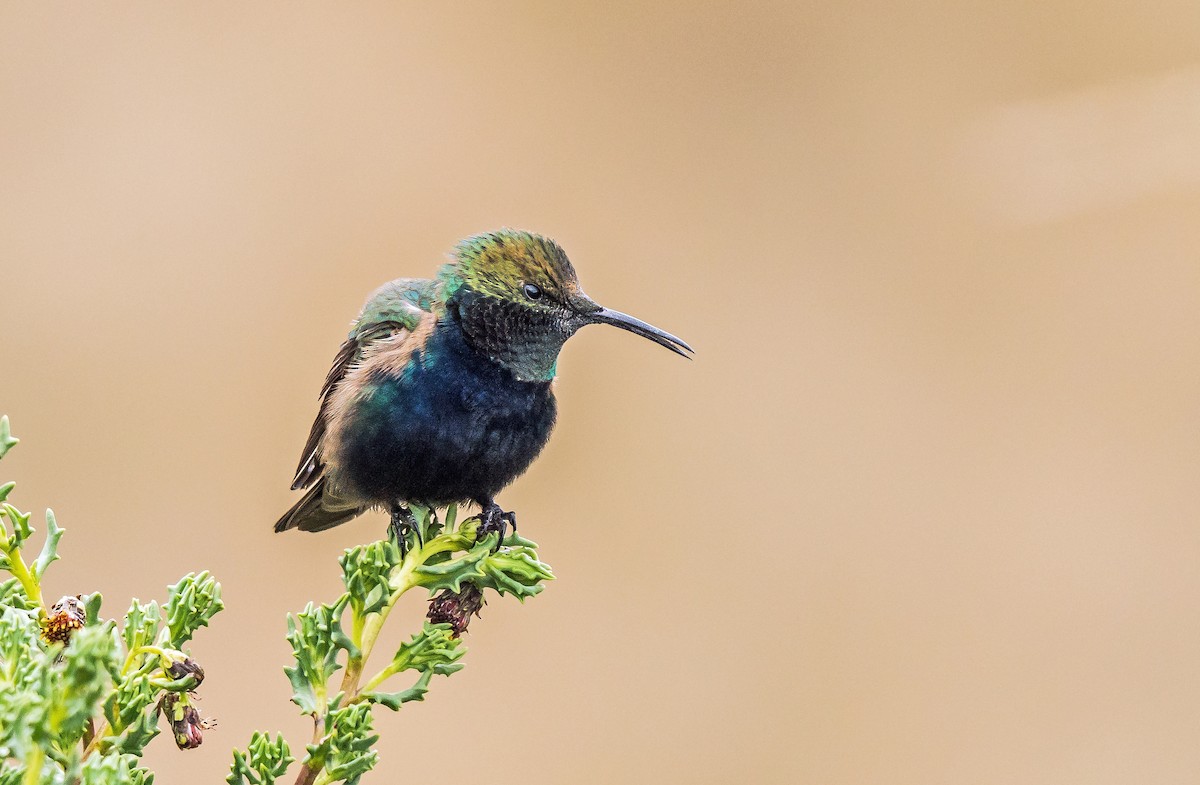 Black-breasted Hillstar - ML646162221