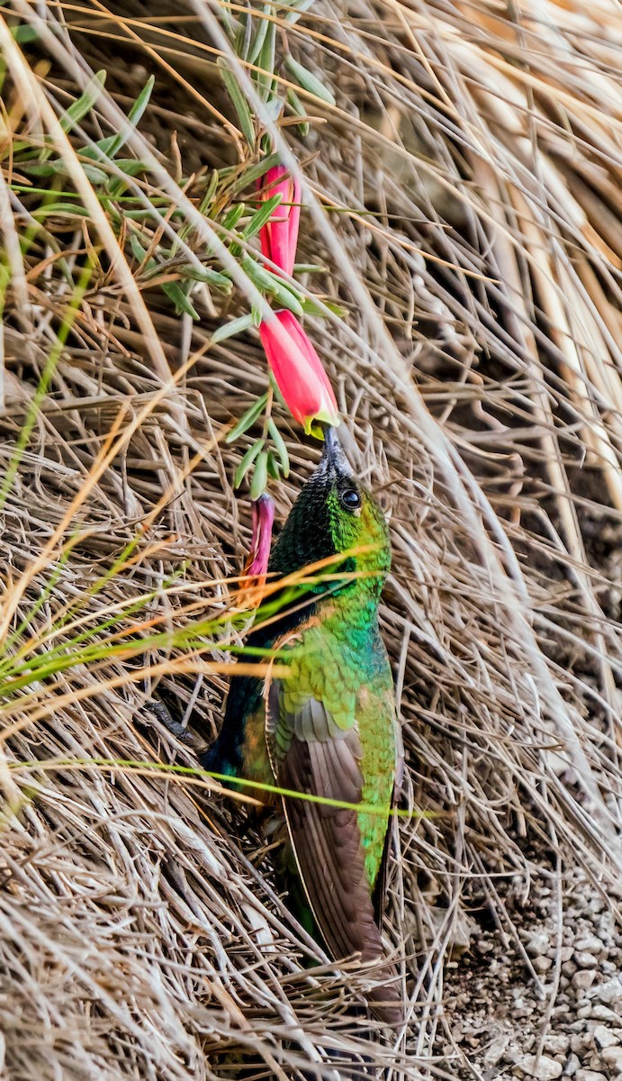 Black-breasted Hillstar - ML646162222