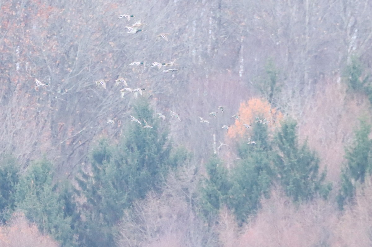 コガモ - ML646162223