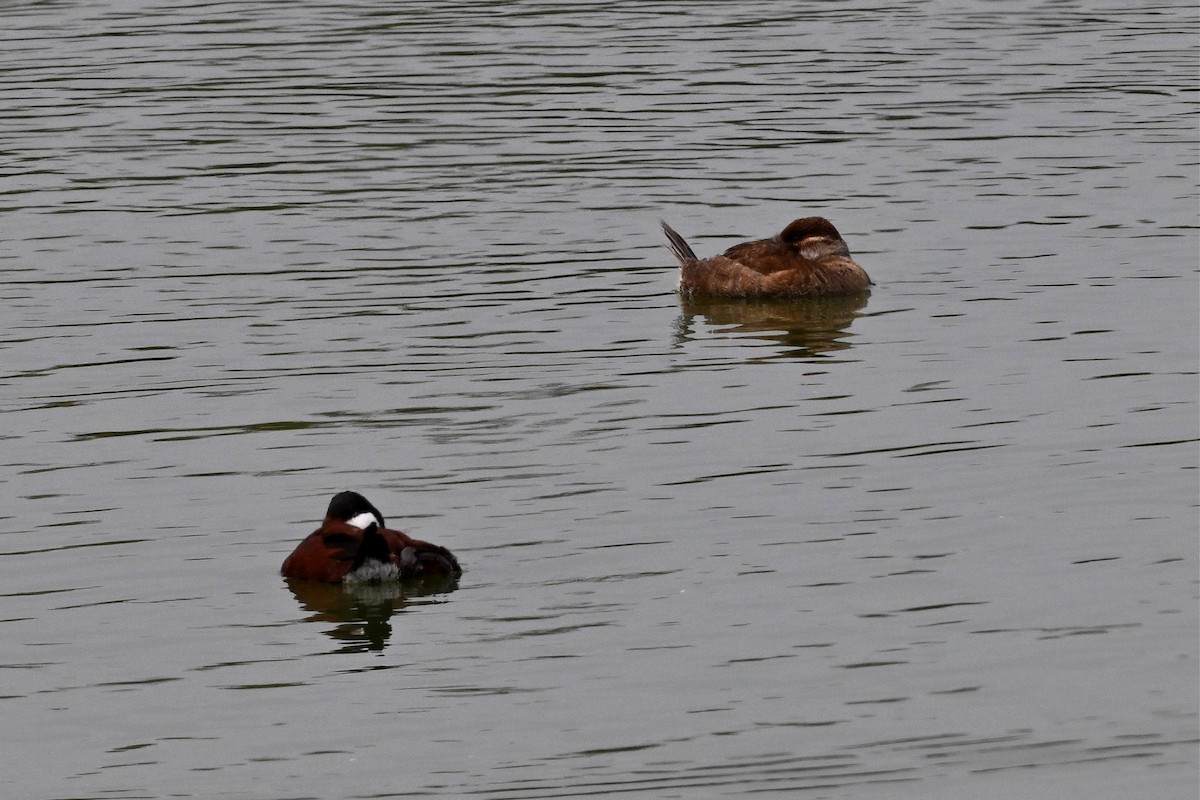 Ruddy Duck - ML646162224