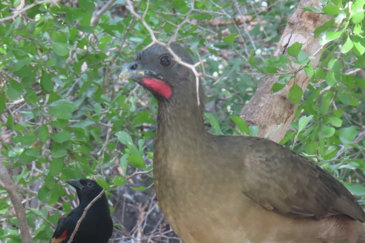 ムジヒメシャクケイ - ML646162225