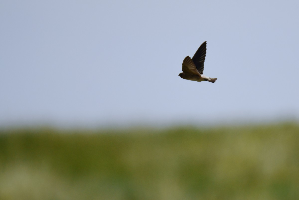 サンショクツバメ - ML646162227