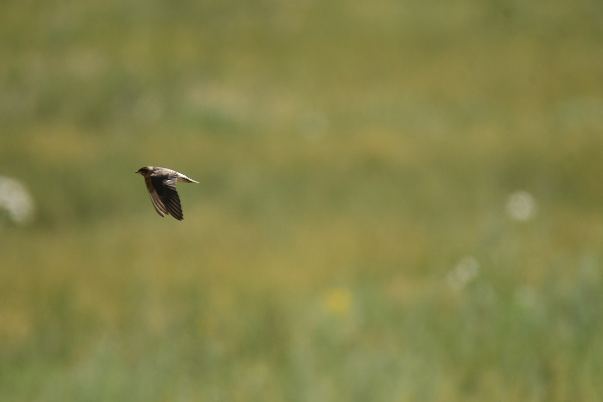 סנונית אמריקנית - ML646162228