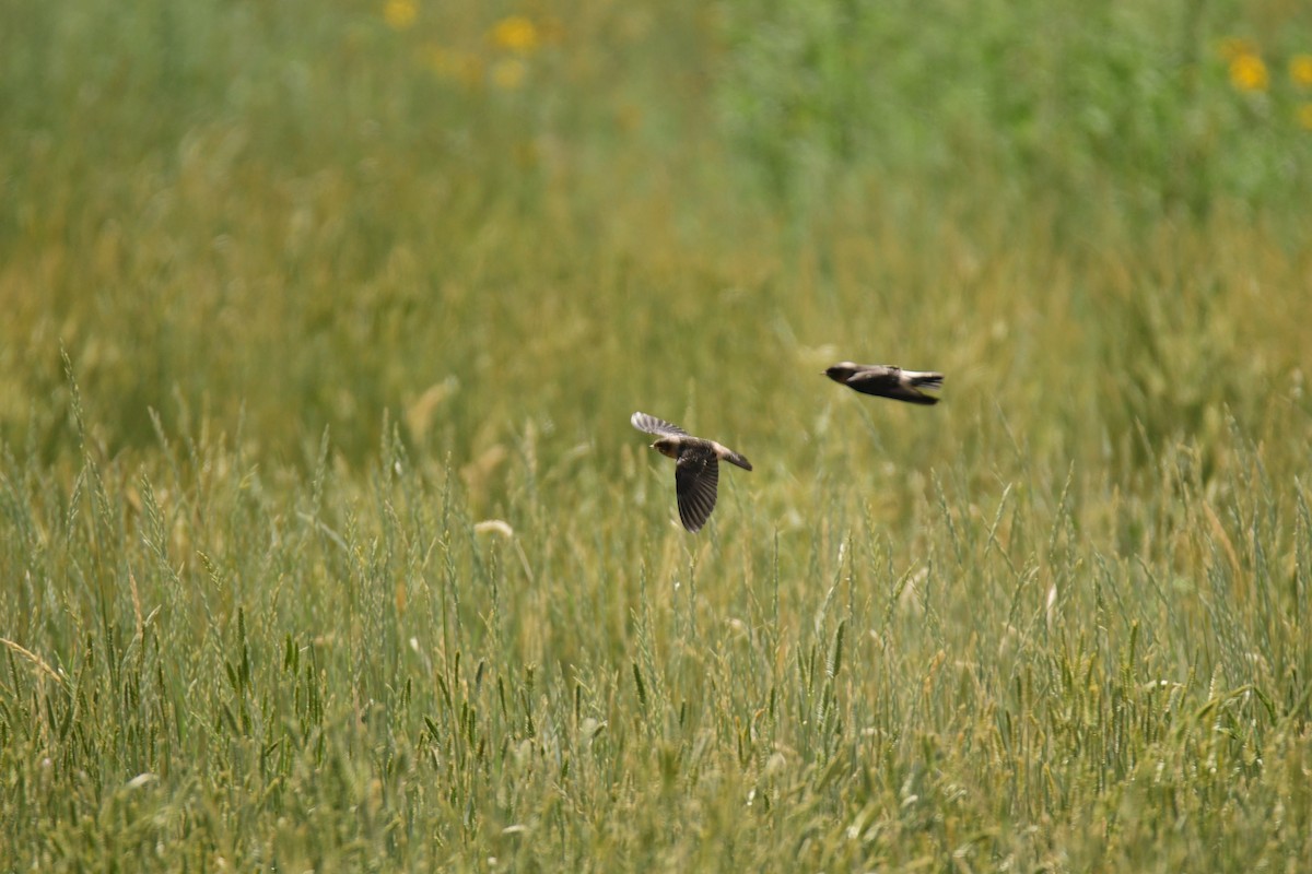 サンショクツバメ - ML646162229