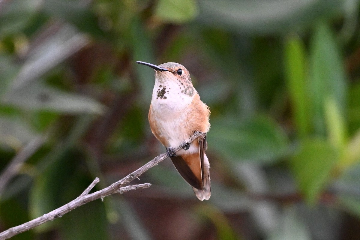 Allen's Hummingbird - ML646162232