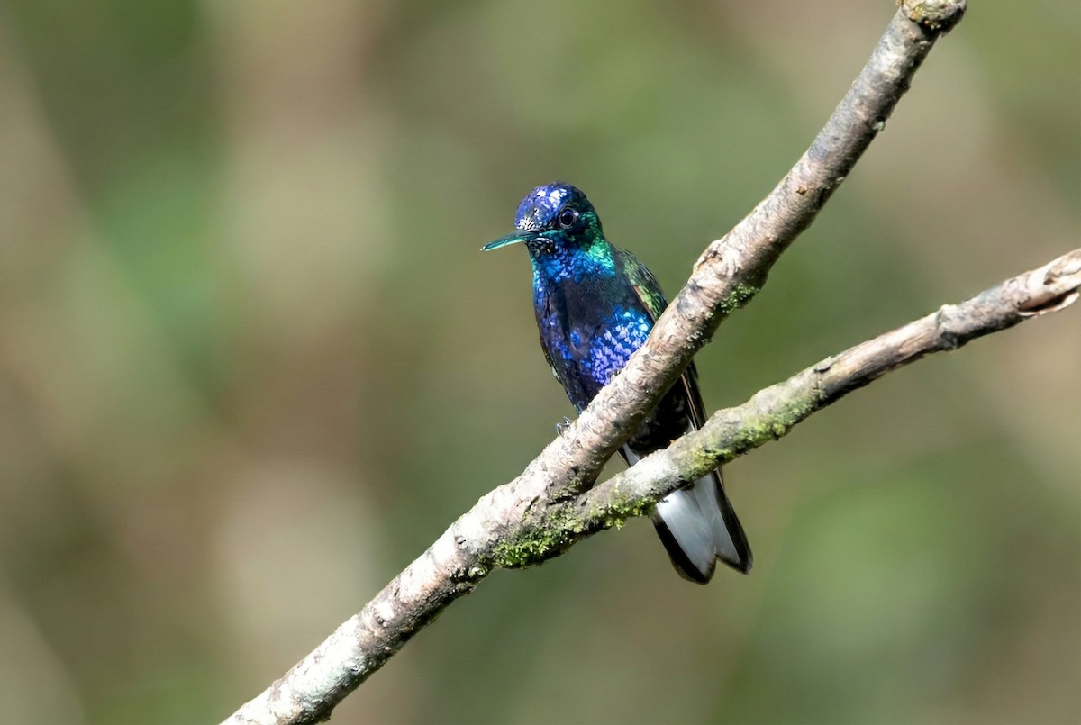 フジイロハチドリ - ML646162233