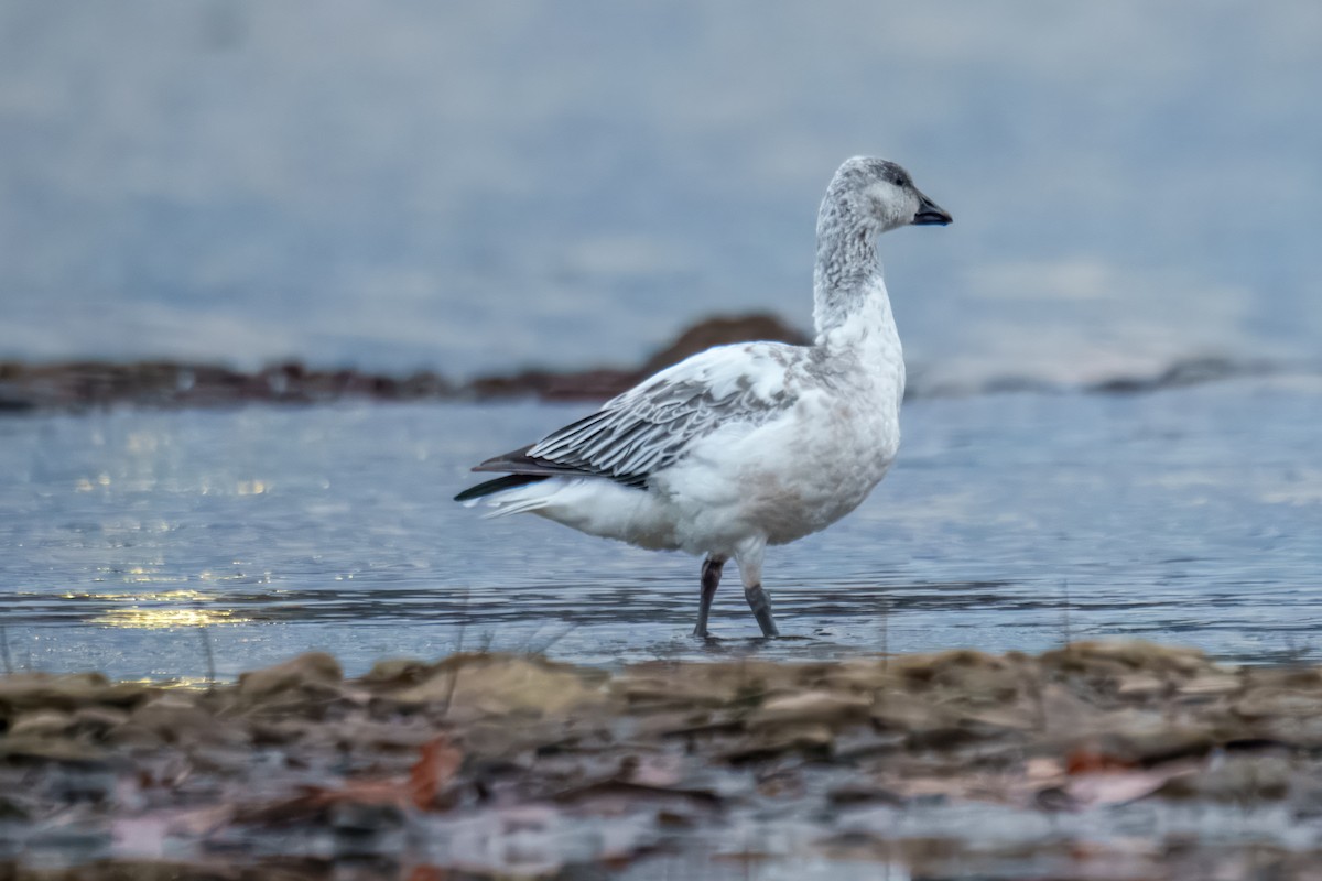 ハクガン - ML646162234