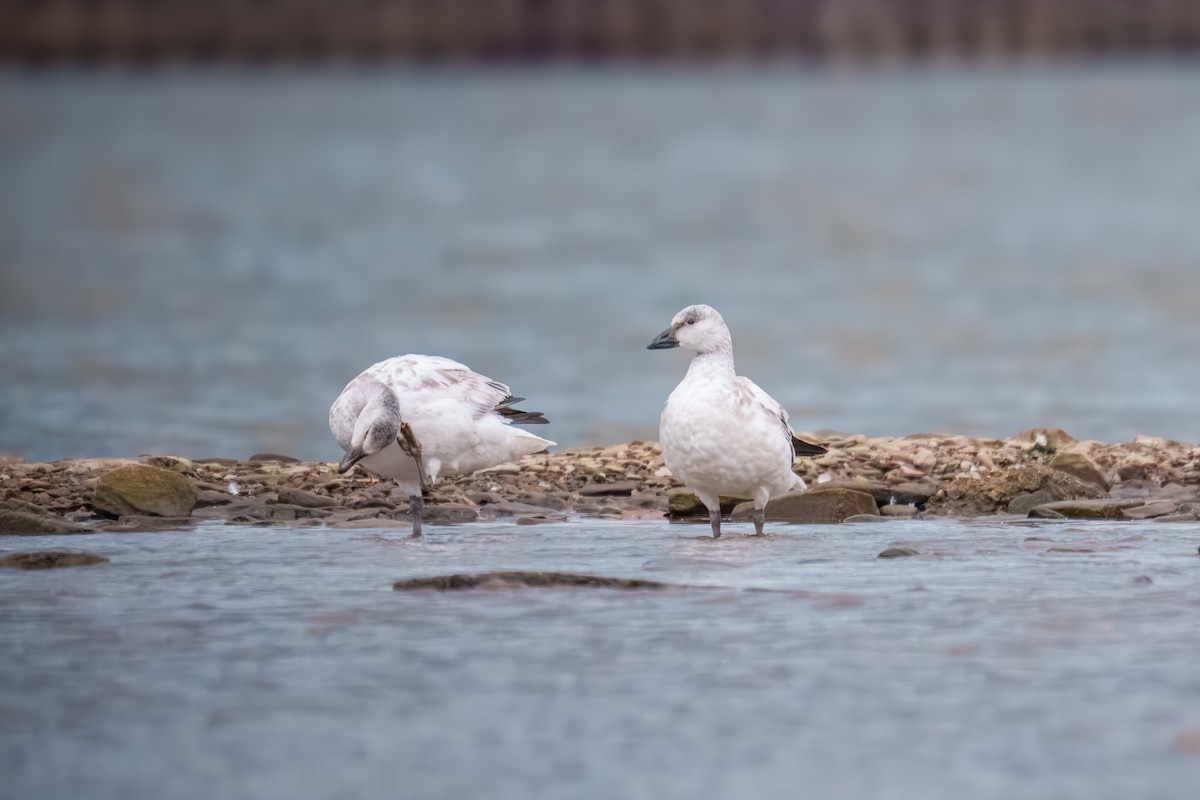 Гуска біла - ML646162236