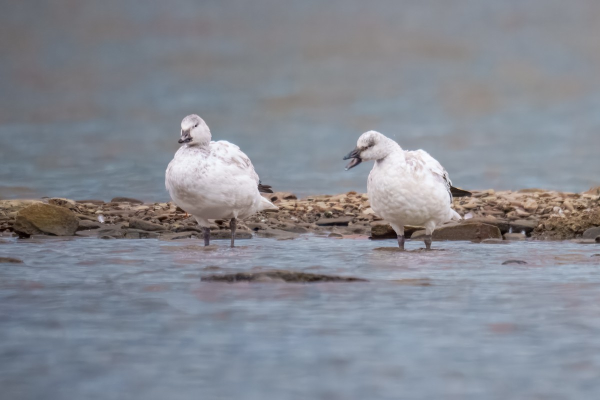 Гуска біла - ML646162237