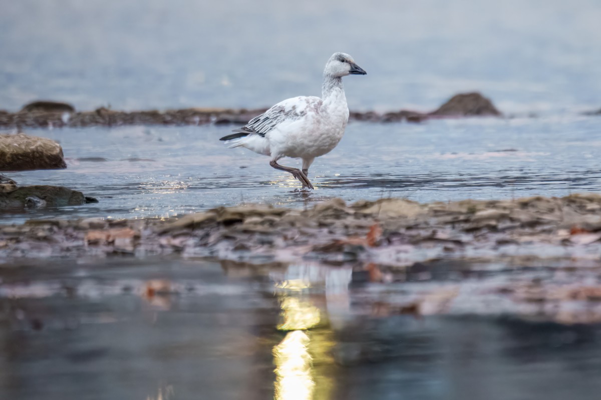 Гуска біла - ML646162238