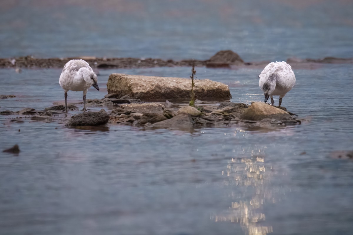 Гуска біла - ML646162239