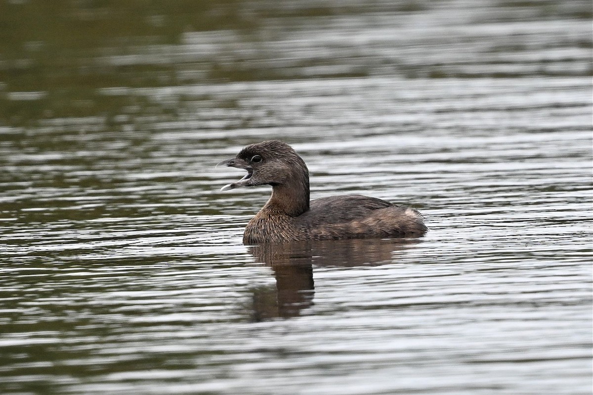 Pied-billed Grebe - ML646162248