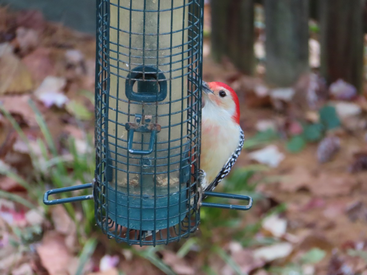 シマセゲラ - ML646162252