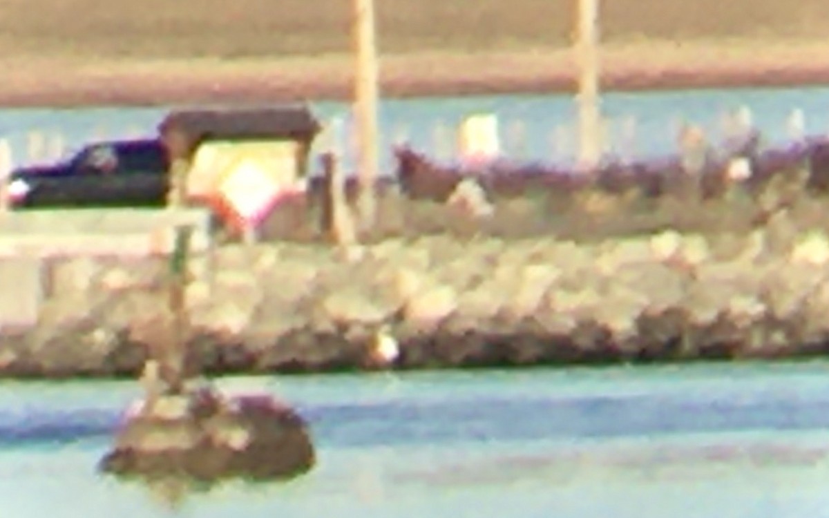 Great Egret - ML646162253