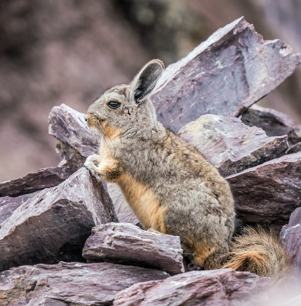 Mountain Viscacha - ML646162254