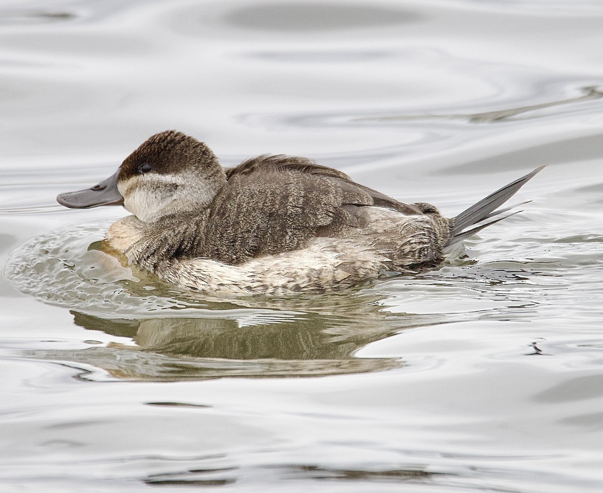 Ruddy Duck - ML646162255