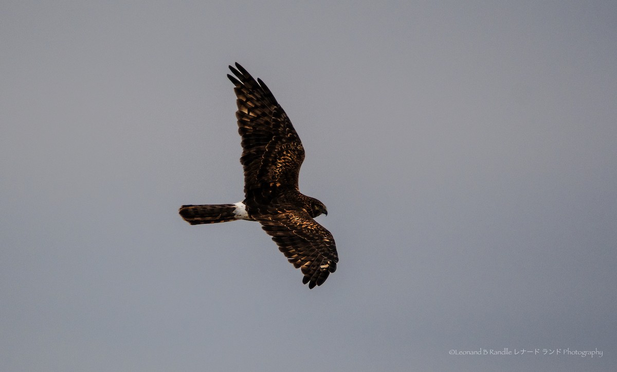 Northern Harrier - ML646162257
