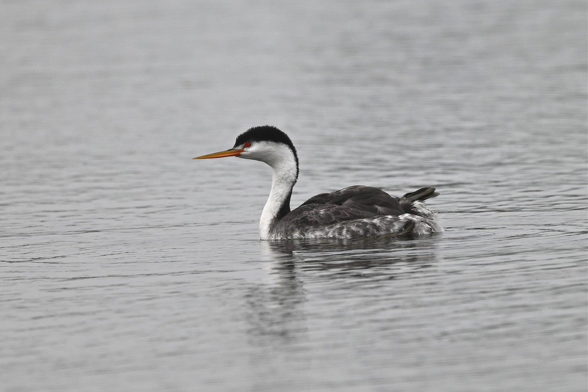 Clark's Grebe - ML646162258