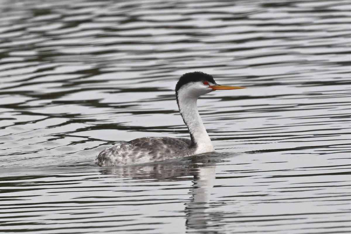 Clark's Grebe - ML646162259