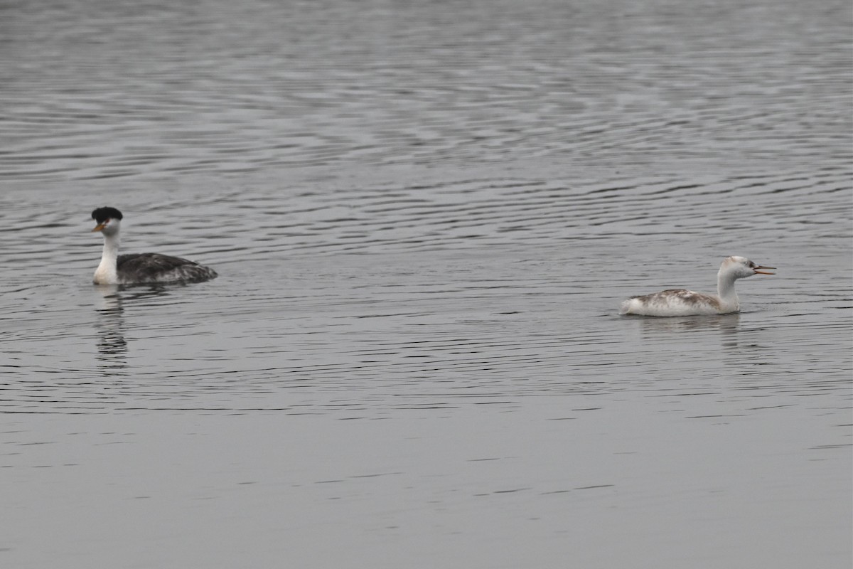 Clark's Grebe - ML646162260