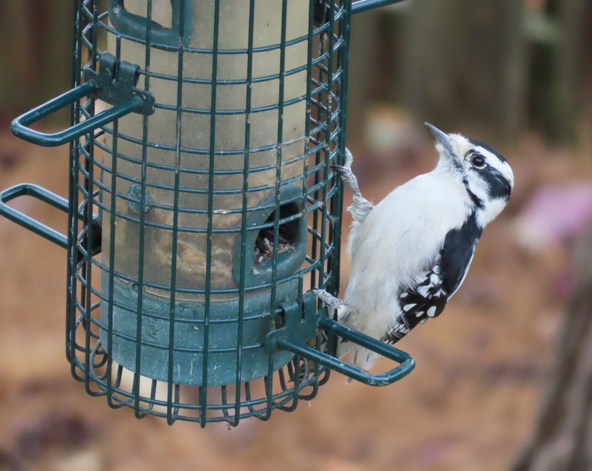 セジロコゲラ - ML646162261