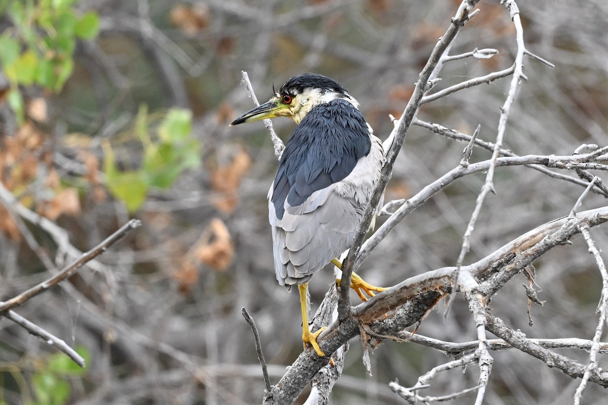 Black-crowned Night Heron - ML646162266