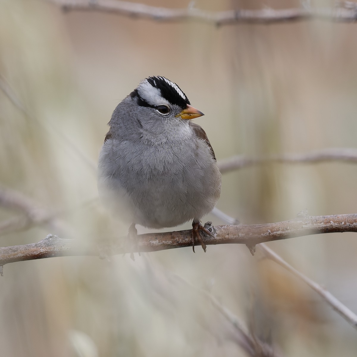 hvitkronespurv - ML646162267