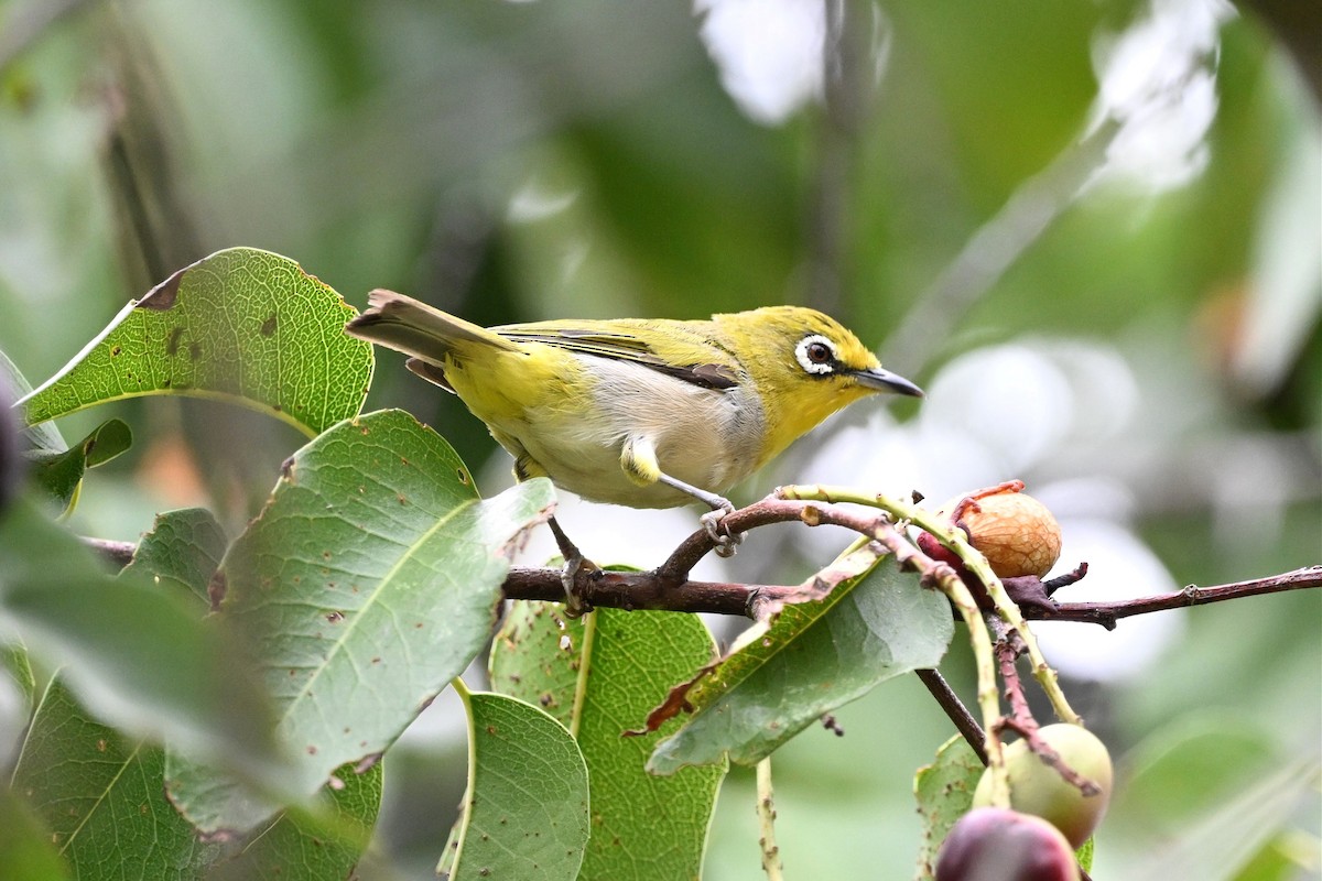 Swinhoe's White-eye - ML646162269