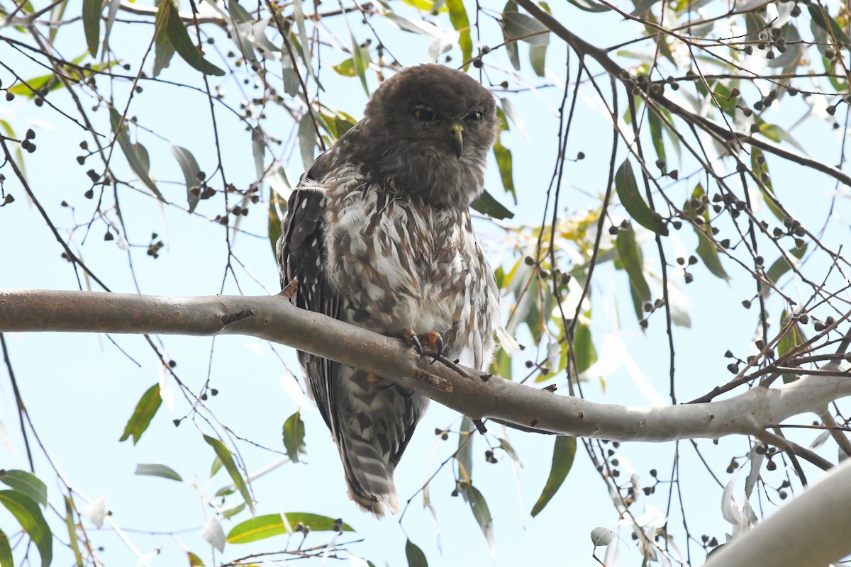 Barking Owl - ML646162275