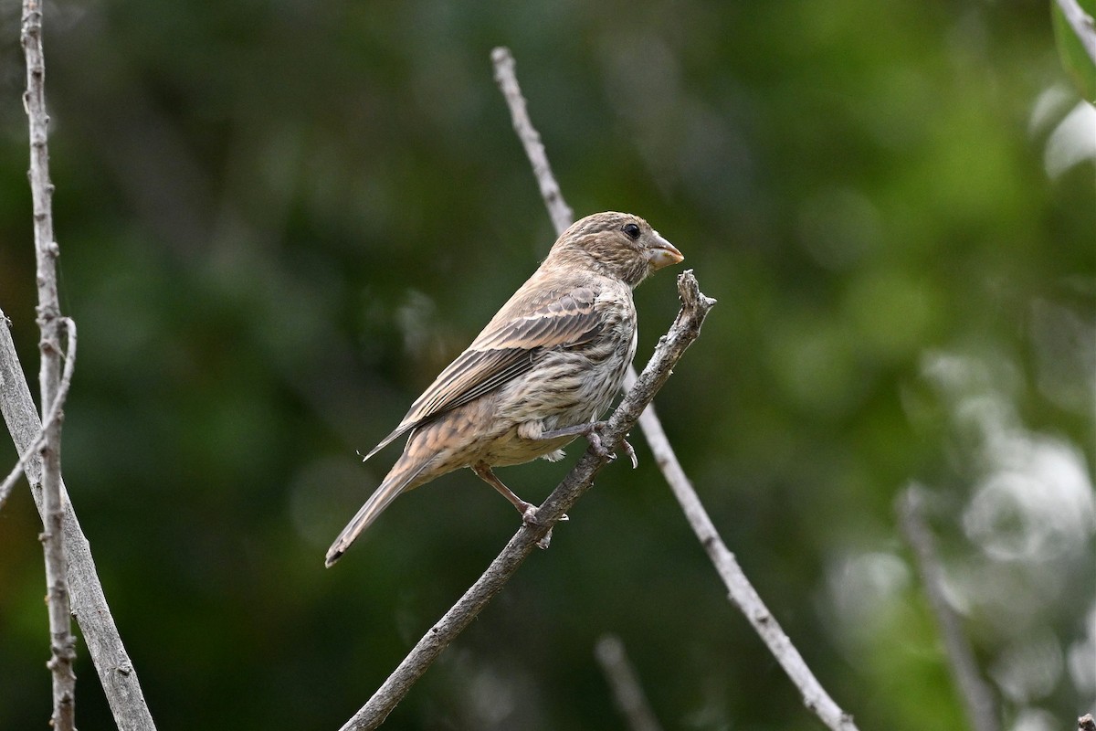 House Finch - ML646162276