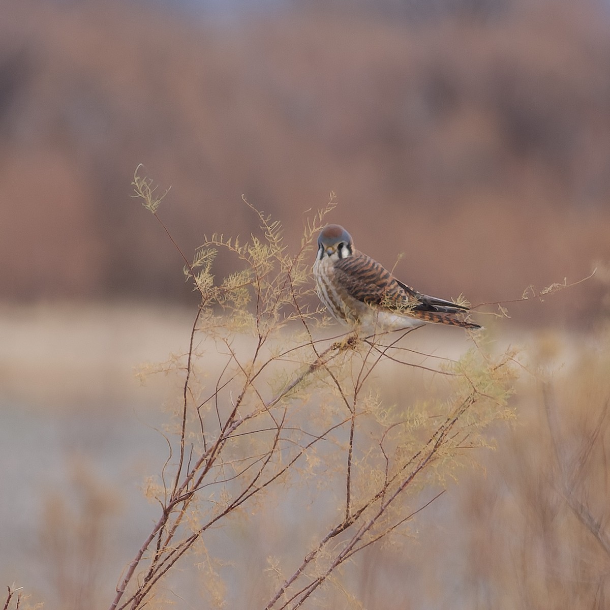 spurvefalk - ML646162277