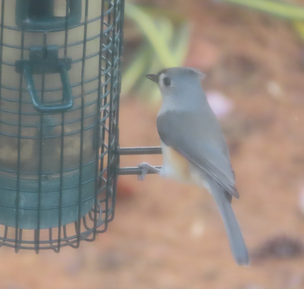 エボシガラ - ML646162280