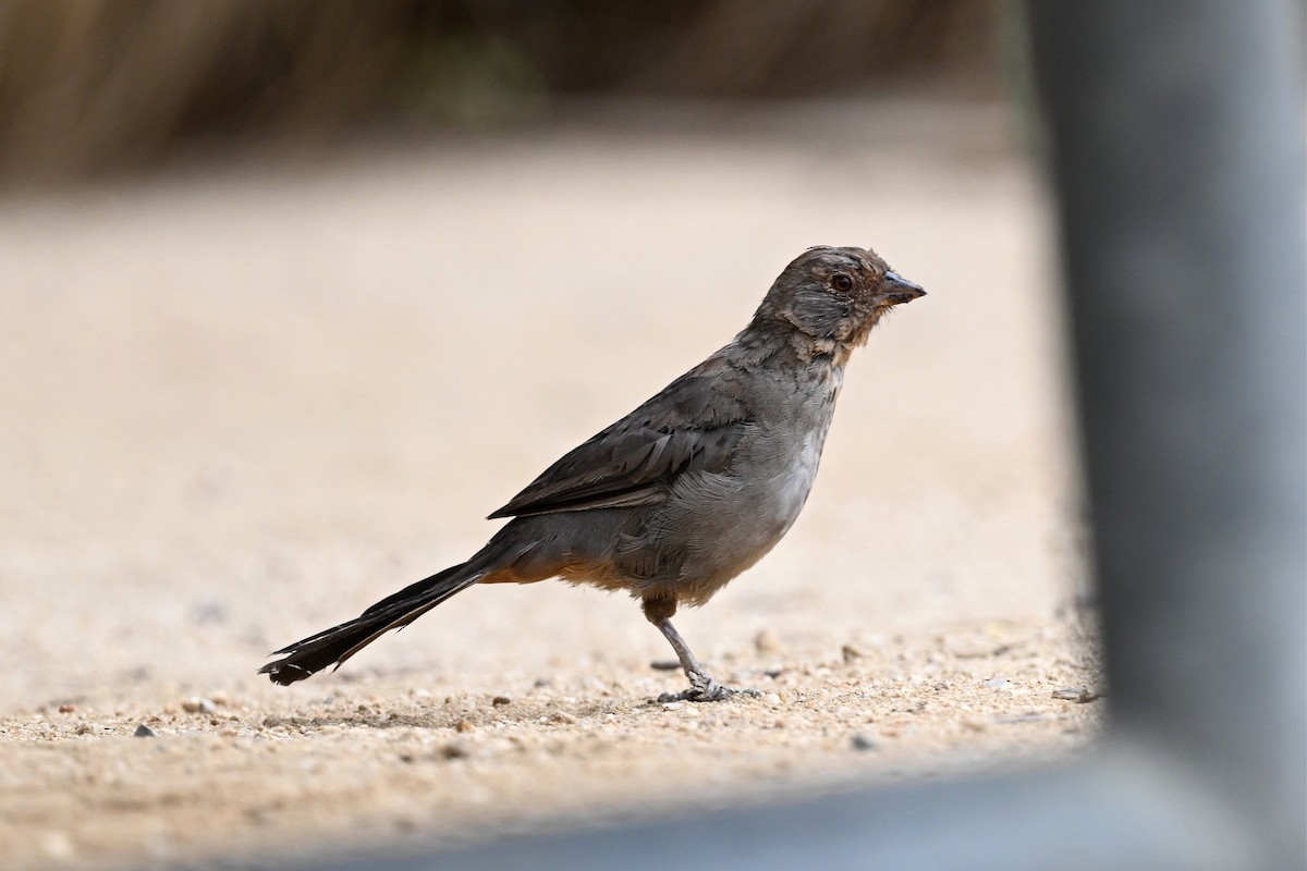 California Towhee - ML646162287