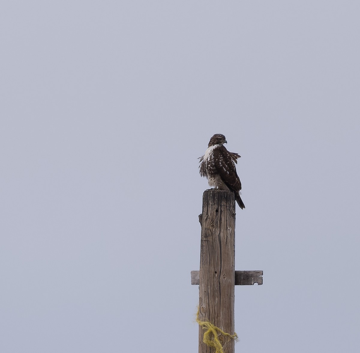 rødstjertvåk - ML646162288