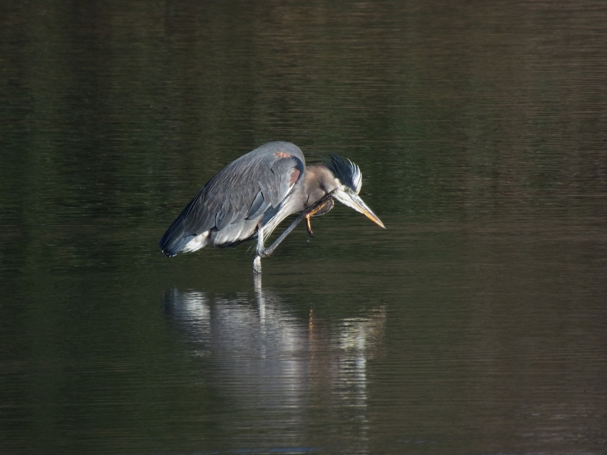 Great Blue Heron - ML646162290