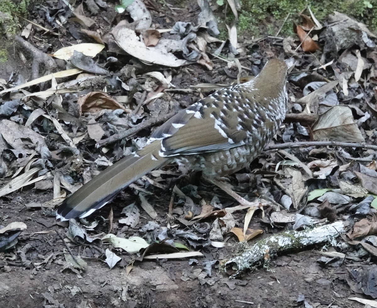 Biet's Laughingthrush - ML646162293