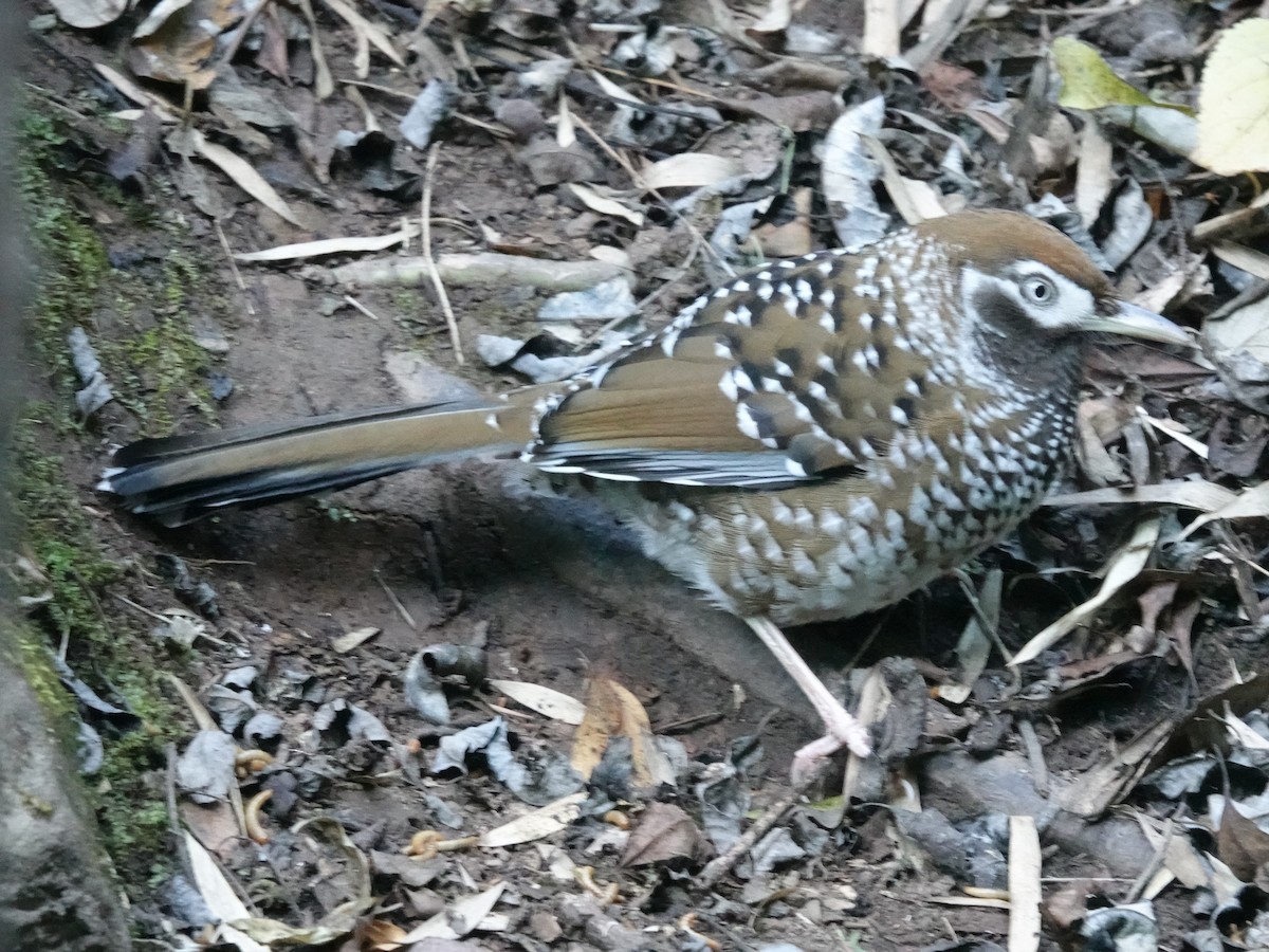 Biet's Laughingthrush - ML646162296