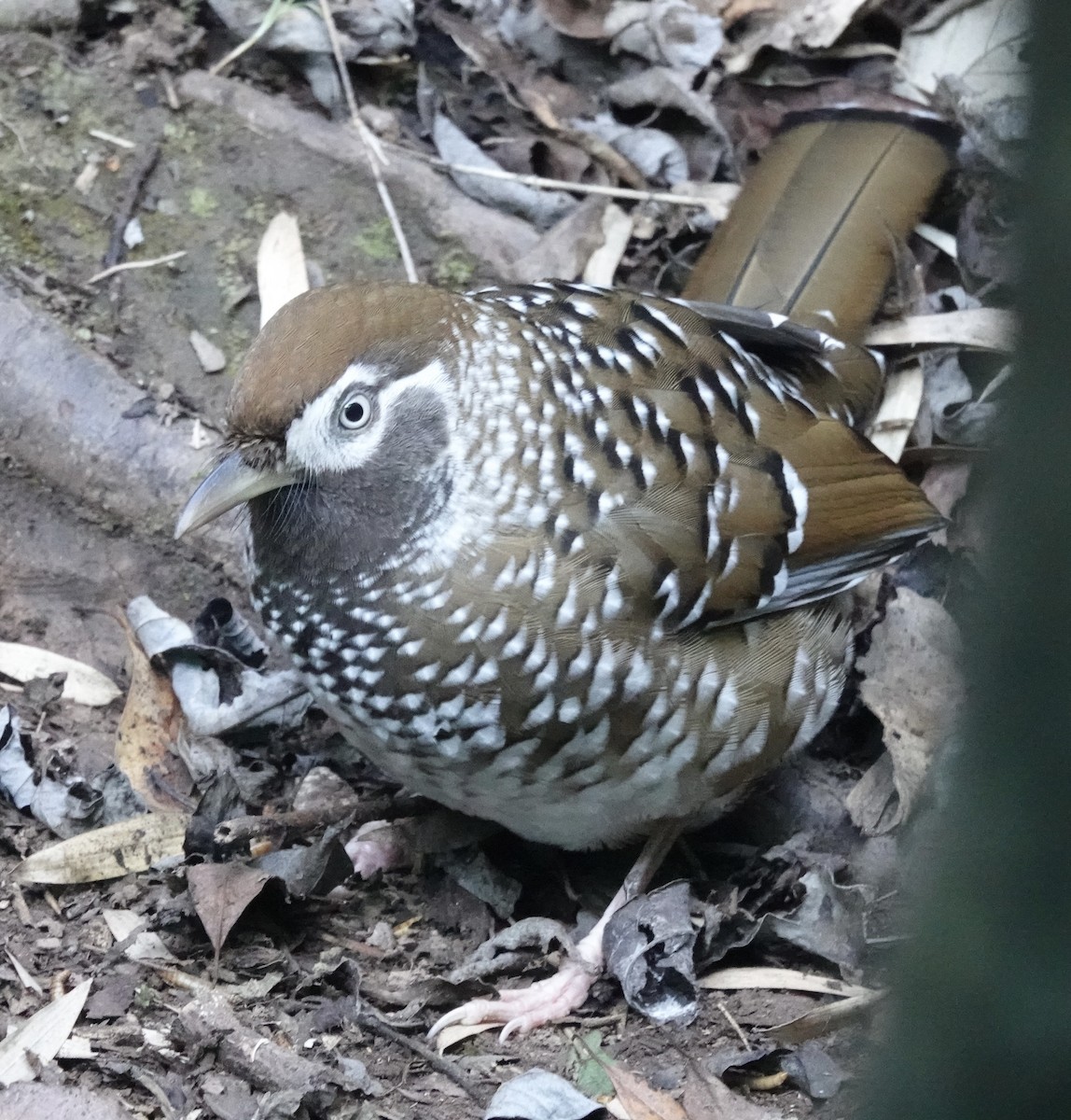 Biet's Laughingthrush - ML646162297
