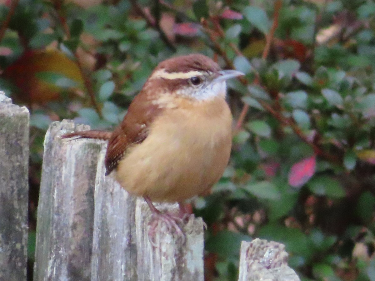 チャバラマユミソサザイ - ML646162299